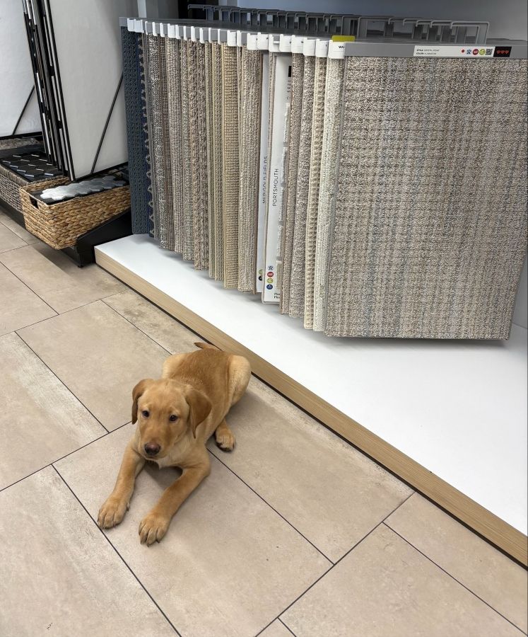 Briggs the dog in front of the carpet samples 