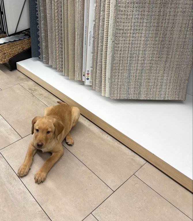 Briggs the dog in front of the carpet samples